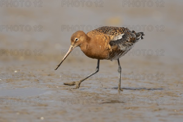 Black tailed godwit (Limosa limosa) adult male wading bird in summer plumage on a mudflat, England, United Kingdom