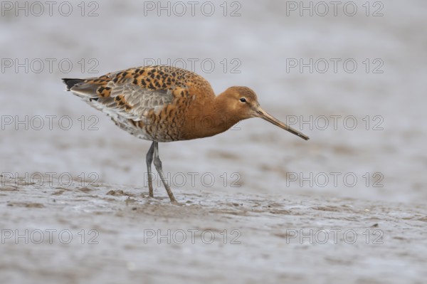 Black tailed godwit (Limosa limosa) adult male wading bird in summer plumage on a mudflat, England, United Kingdom