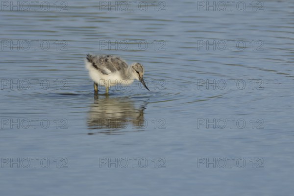 Pied avocet (Recurvirostra avosetta) juvenile baby wading bird feeding in a shallow lagoon, England, United Kingdom