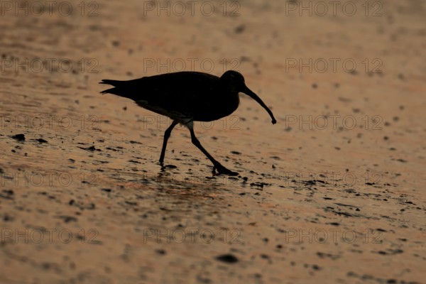Eurasian curlew (Numenius arquata) silhouette of an adult wading bird on a mudflat at sunset, England, United Kingdom