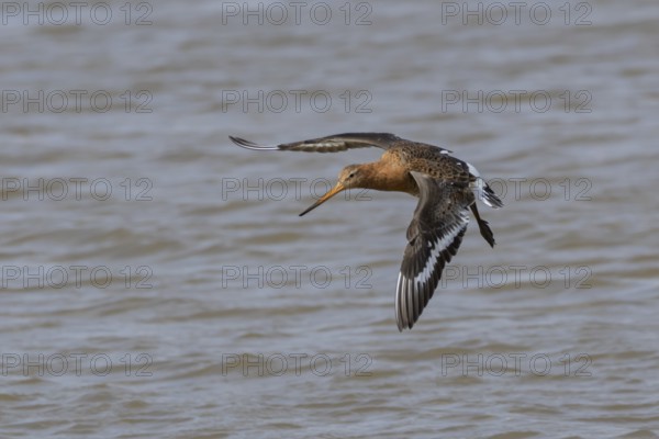 Black tailed godwit (Limosa limosa) adult male wading bird in summer plumage flying, England, United Kingdom