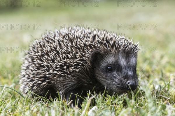 Young hedgehog (Erinaceus europaeus), Emsland, Lower Saxony, Germany