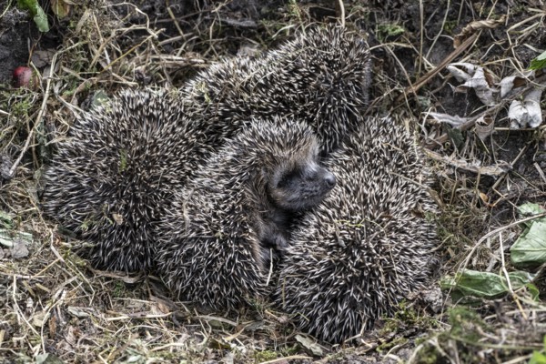 Young hedgehogs in a nest (Erinaceus europaeus), Emsland, Lower Saxony, Germany