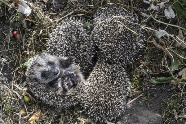 Young hedgehogs in a nest (Erinaceus europaeus), Emsland, Lower Saxony, Germany