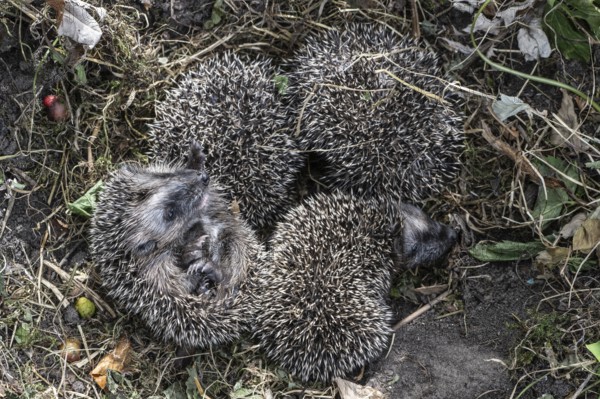Young hedgehogs in a nest (Erinaceus europaeus), Emsland, Lower Saxony, Germany