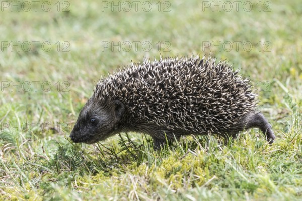 Young hedgehog (Erinaceus europaeus), Emsland, Lower Saxony, Germany