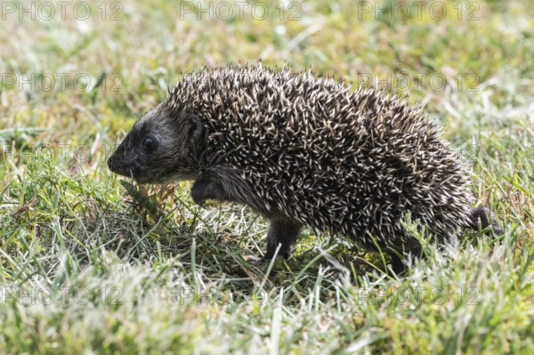 Young hedgehog (Erinaceus europaeus), Emsland, Lower Saxony, Germany
