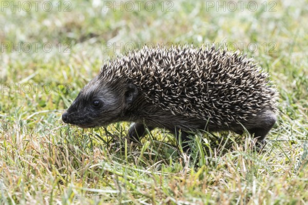 Young hedgehog (Erinaceus europaeus), Emsland, Lower Saxony, Germany