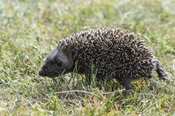 Young hedgehog (Erinaceus europaeus), Emsland, Lower Saxony, Germany