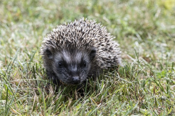 Young hedgehog (Erinaceus europaeus), Emsland, Lower Saxony, Germany