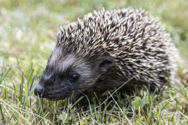 Young hedgehog (Erinaceus europaeus), Emsland, Lower Saxony, Germany