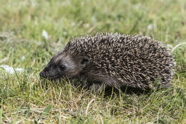 Young hedgehog (Erinaceus europaeus), Emsland, Lower Saxony, Germany