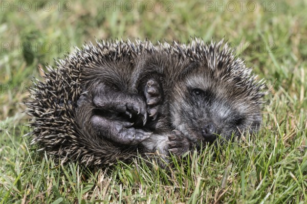 Young hedgehog (Erinaceus europaeus), Emsland, Lower Saxony, Germany