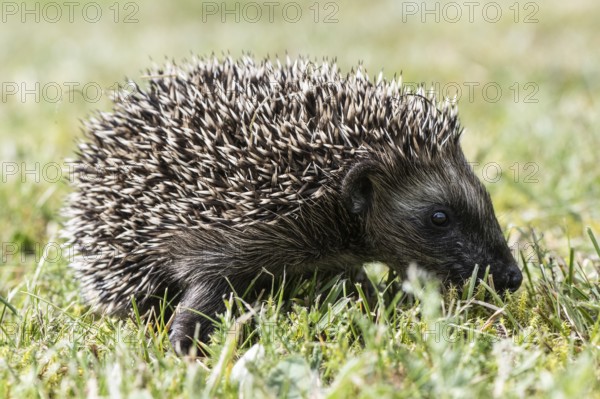 Young hedgehog (Erinaceus europaeus), Emsland, Lower Saxony, Germany