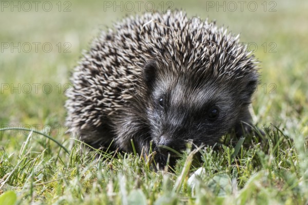 Young hedgehog (Erinaceus europaeus), Emsland, Lower Saxony, Germany