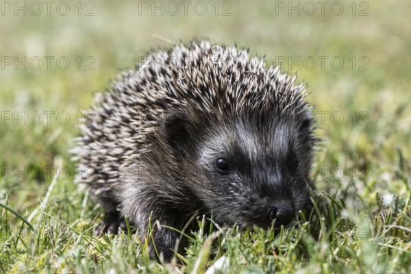 Young hedgehog (Erinaceus europaeus), Emsland, Lower Saxony, Germany