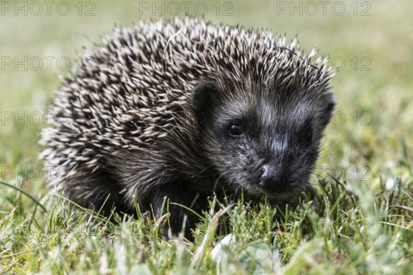Young hedgehog (Erinaceus europaeus), Emsland, Lower Saxony, Germany