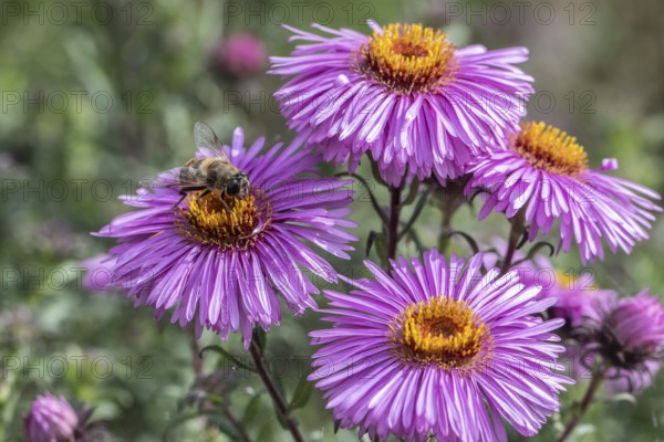 Garden wedge-spotted hoverfly (Eristalis lineata) on autumn aster, Emsland, Lower Saxony, Germany