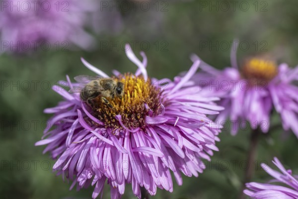 Honey bee (Apis mellifera on autumn aster (Aster), Emsland, Lower Saxony, Germany