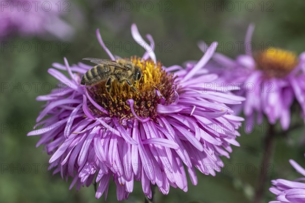 Honey bee (Apis mellifera on autumn aster (Aster), Emsland, Lower Saxony, Germany