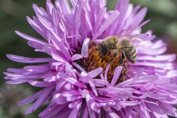 Honey bee (Apis mellifera on autumn aster (Aster), Emsland, Lower Saxony, Germany