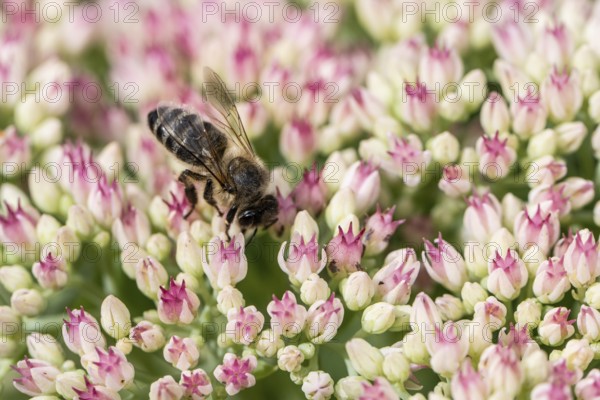 Honey bee (Apis mellifera) on stonecrop (Sedum spectabile), Emsland, Lower Saxony, Germany