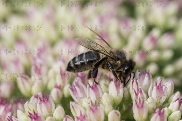 Honey bee (Apis mellifera) on stonecrop (Sedum spectabile), Emsland, Lower Saxony, Germany