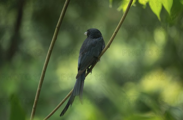 A Black Drongo (Dicrurus macrocercus) perched on a branch amidst lush green foliage in a forest setting, Sreepur, Gazipur, Bangladesh