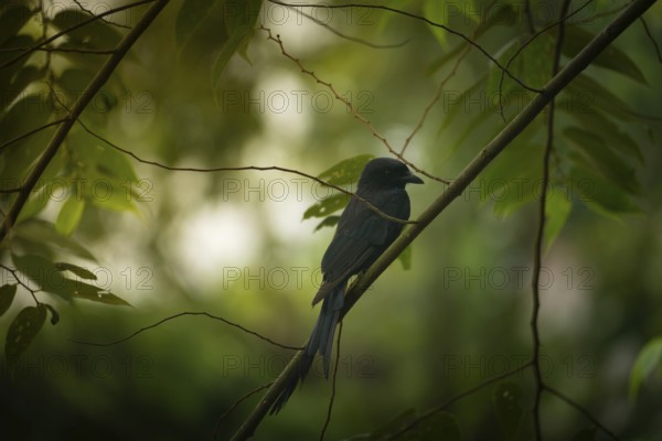 A Black Drongo (Dicrurus macrocercus) perched on a branch amidst lush green foliage in a forest setting, Sreepur, Gazipur, Bangladesh