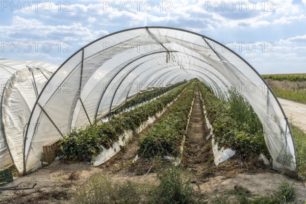 Rows of strawberry plants in tunnel cultivation, Manheim, North Rhine-Westphalia, Germany