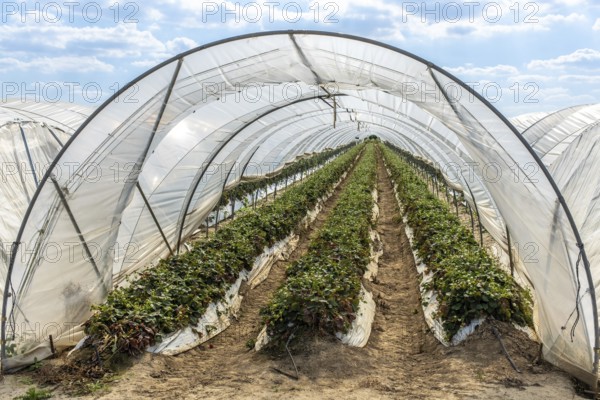 Rows of strawberry plants in tunnel cultivation, Manheim, North Rhine-Westphalia, Germany