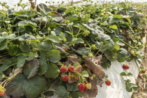 Close-up of strawberries on a bush in a polytunnel, Manheim, North Rhine-Westphalia, Germany