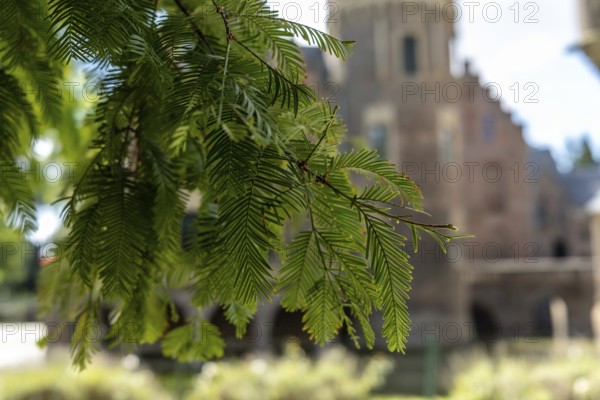 Branch with castle in the background, Paffendorf, North Rhine-Westphalia, Germany