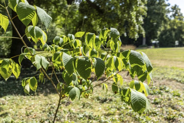 Green Branch in Paffendorf Castle Park, Paffendorf, North Rhine-Westphalia, Germany