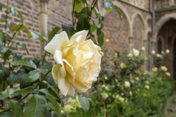 Yellow rose in the courtyard of Paffendorf Castle, North Rhine-Westphalia, Germany