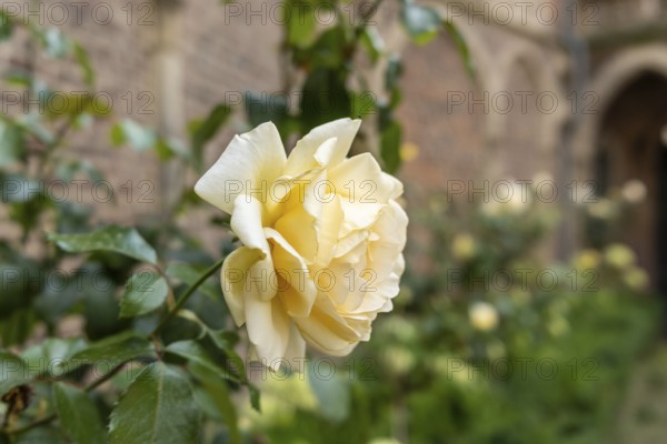 Yellow rose in the courtyard of Paffendorf Castle, North Rhine-Westphalia, Germany