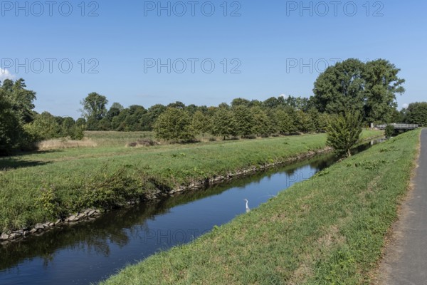Quiet course of the river Erft with herons, meadows and bridge in the background, Paffendorf, North Rhine-Westphalia, Germany