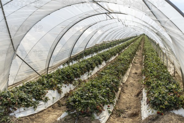 Rows of strawberry plants in tunnel cultivation, Manheim, North Rhine-Westphalia, Germany