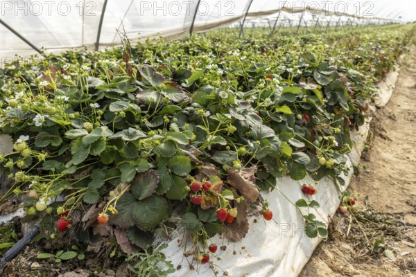 Strawberry plants with fruit in a foil tunnel, Manheim, North Rhine-Westphalia, Germany