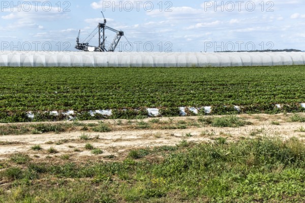 Strawberry field with open-cast mining excavator in the background, Manheim, North Rhine-Westphalia, Germany