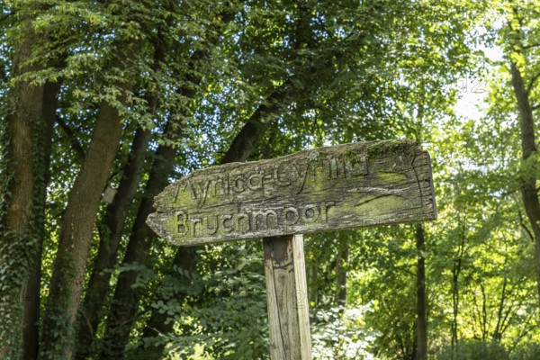 Old wooden sign in the forest, Paffendorf, North Rhine-Westphalia, Germany
