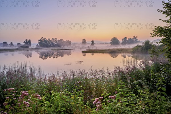 Morning atmosphere with early morning fog at a pond in the nature reserve Schoren, Mühlau, Freiamt, Canton, Aargau, Switzerland