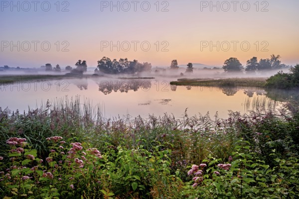 Morning atmosphere with early morning fog at a pond in the nature reserve Schoren, Mühlau, Freiamt, Canton, Aargau, Switzerland