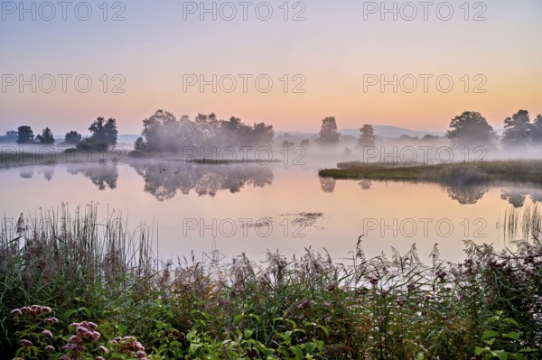 Morning atmosphere with early morning fog at a pond in the nature reserve Schoren, Mühlau, Freiamt, Canton, Aargau, Switzerland