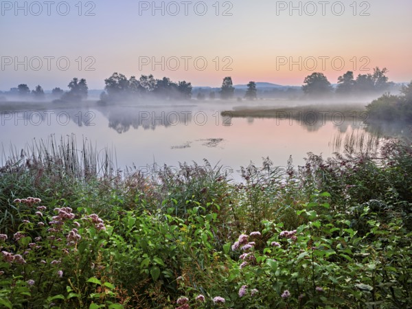 Morning atmosphere with early morning fog at a pond in the nature reserve Schoren, Mühlau, Freiamt, Canton, Aargau, Switzerland