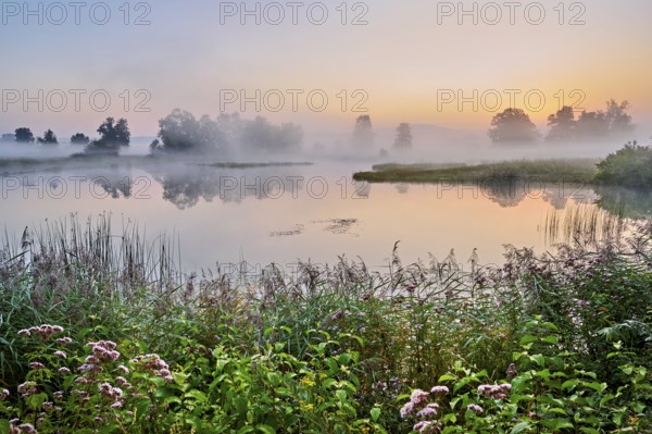 Morning atmosphere with early morning fog at a pond in the nature reserve Schoren, Mühlau, Freiamt, Canton, Aargau, Switzerland