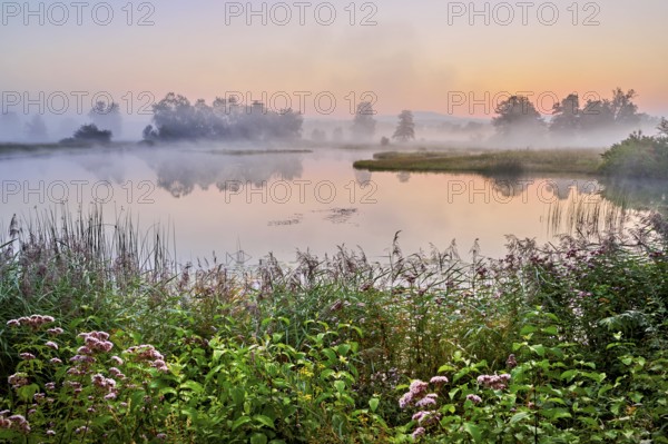Morning atmosphere with early morning fog at a pond in the nature reserve Schoren, Mühlau, Freiamt, Canton, Aargau, Switzerland