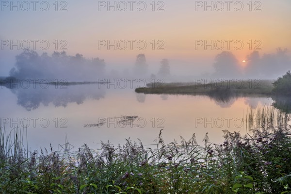Morning atmosphere with early morning fog at a pond in the nature reserve Schoren, Mühlau, Freiamt, Canton, Aargau, Switzerland
