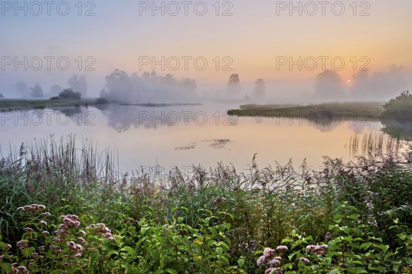 Morning atmosphere with early morning fog at a pond in the nature reserve Schoren, Mühlau, Freiamt, Canton, Aargau, Switzerland