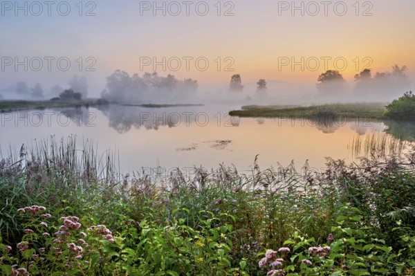 Morning atmosphere with early morning fog at a pond in the nature reserve Schoren, Mühlau, Freiamt, Canton, Aargau, Switzerland